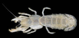 Image of coastal mud shrimp