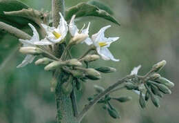 Imagem de Solanum torvum Swartz