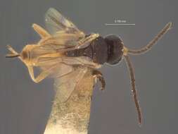 Image of Microgaster Latreille 1804