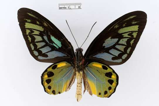 Слика од Ornithoptera aesacus (Ney 1903)