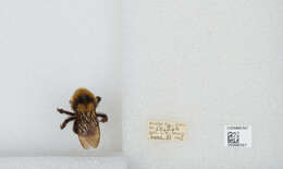 Image de Bombus insularis (Smith 1861)