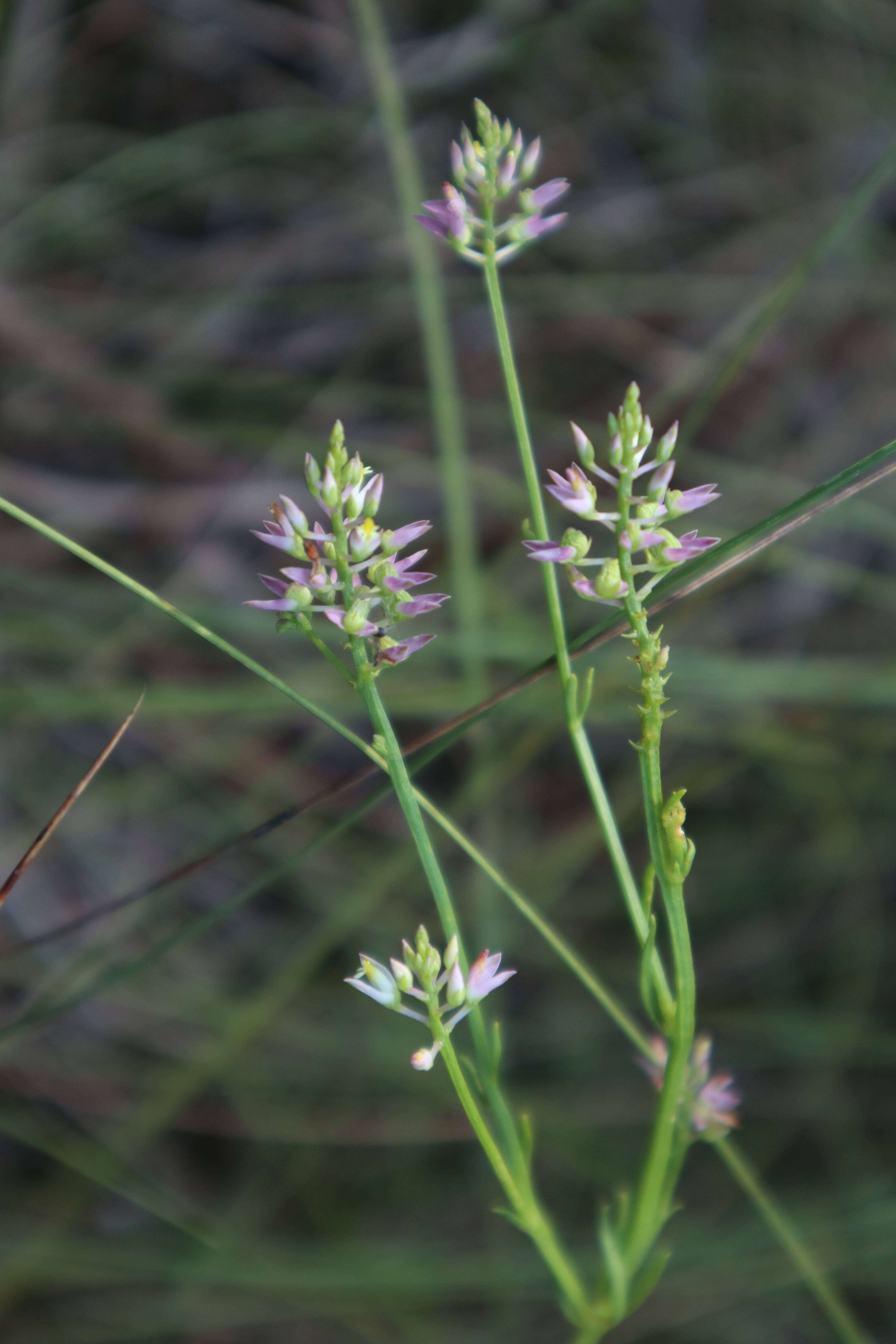 Image of Hooker's Milkwort