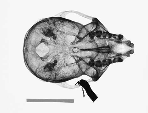 Слика од Cercopithecus mitis stuhlmanni Matschie 1893