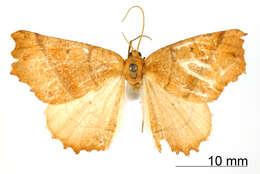 Image of Dectochilus tincta Warren 1906