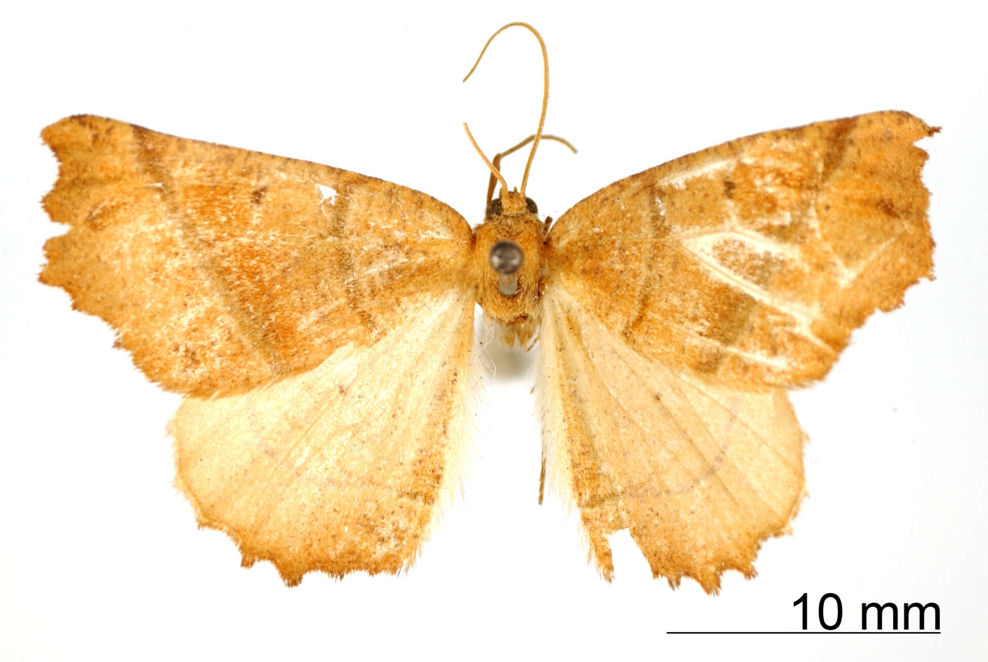 Image de Dectochilus tincta Warren 1906