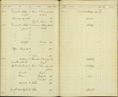 Image of <i>Amazilia <i>candida</i></i> candida (Bourcier & Mulsant 1846)