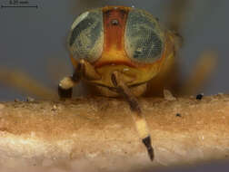 Image of Microterys cincticornis Ashmead 1900