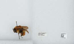 Bombus ephippiatus Say 1837 resmi