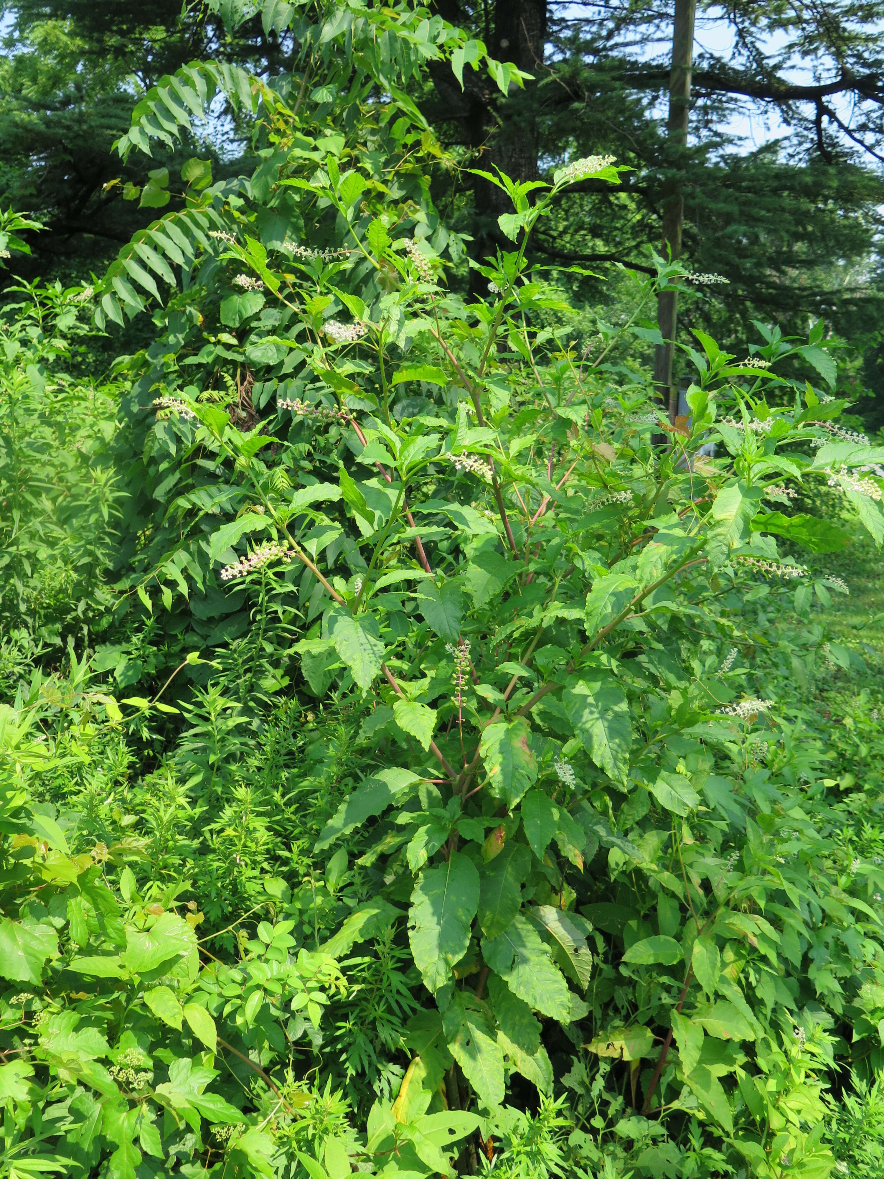 Image of American Nightshade