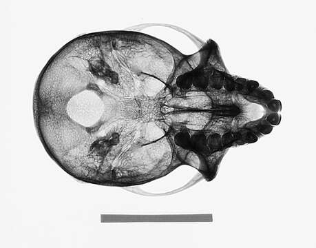 Image of Macaca fascicularis fascicularis (Raffles 1821)