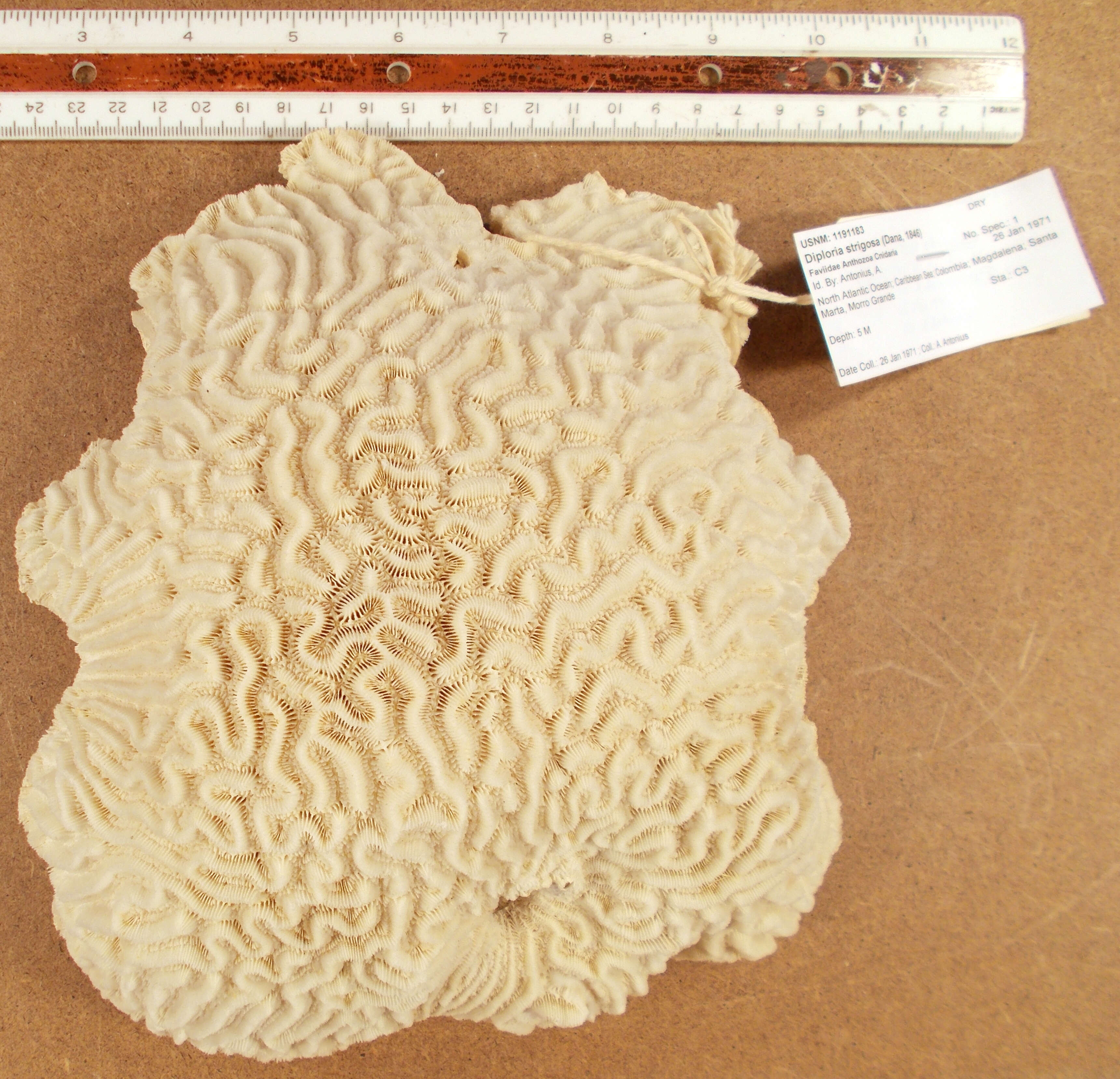 Image of Thin finger coral