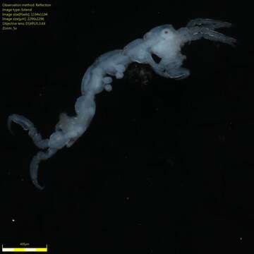 Image of Skeleton shrimp