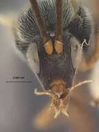 Image of Promicrogaster miranda Muesebeck 1958