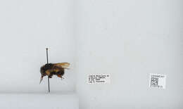 Bombus ephippiatus Say 1837 resmi