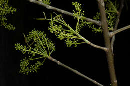 Image of Bursera ovalifolia (Schltdl.) Engl.