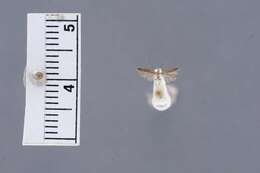 Image of Coleophora alabama Landry 1994