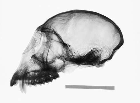 Image of Cercopithecus mitis stuhlmanni Matschie 1893