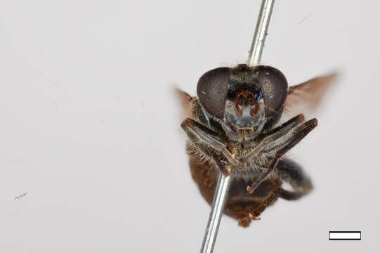 صورة Chalcosyrphus metallifer (Bigot 1884)