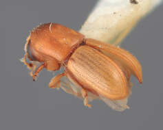 Image of Scolytodes pannuceus Wood 1971