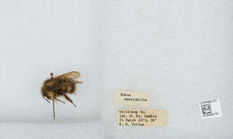 Image of Sitka bumble bee