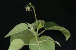 Image of Mexican croton