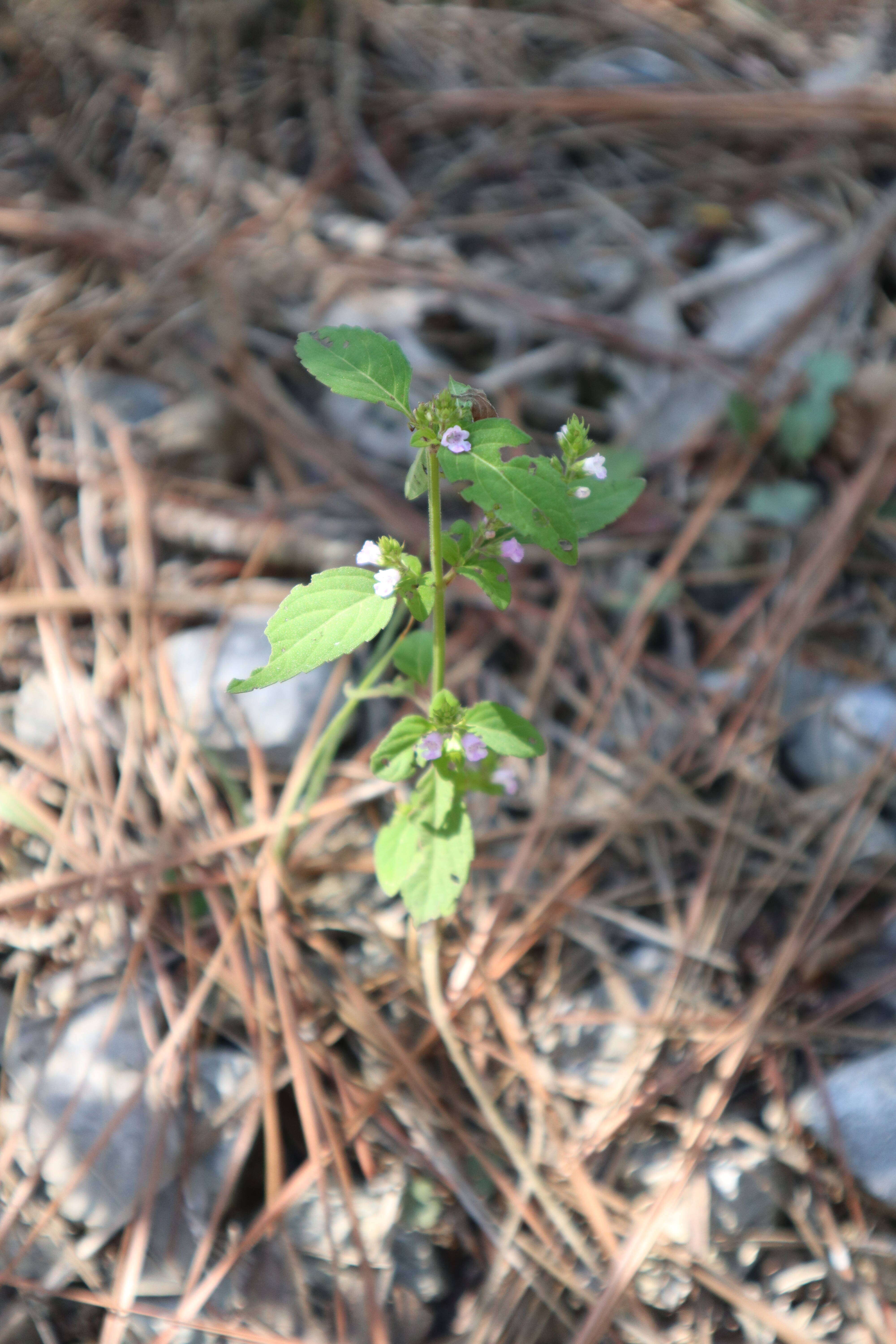 Image of Miniature-Beefsteakplant