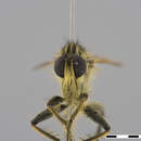 Image of Dasophrys Loew 1857