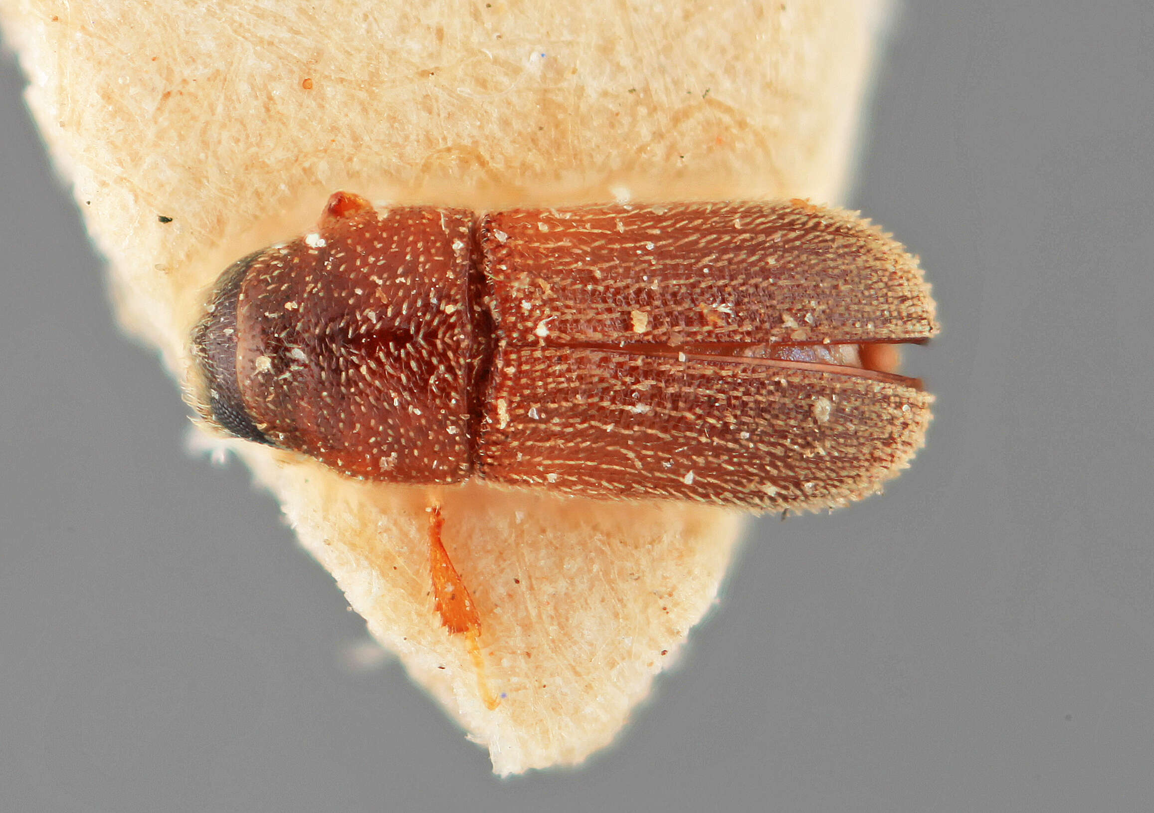 Image of Polygraphus anogeissi Wood 1988