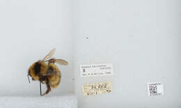 Слика од Bombus balteatus Dahlbom 1832