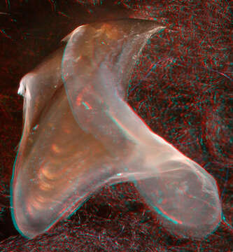 Слика од Discoteuthis Young & Roper 1969