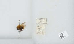 Image of Common carder bumblebee