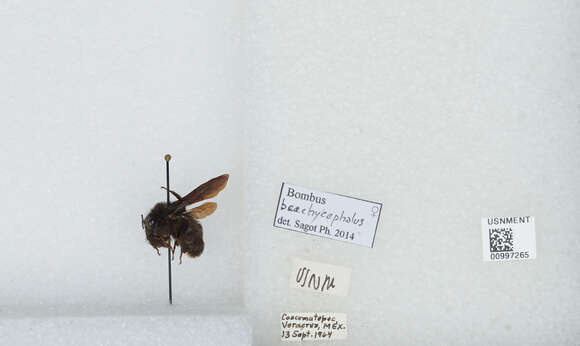 Image of Bombus brachycephalus Handlirsch 1888