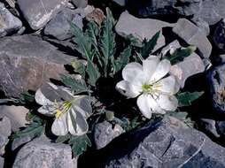 Imagem de Oenothera cespitosa subsp. crinita (Munz) Munz