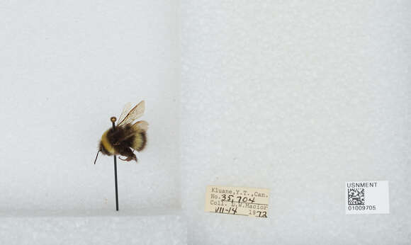 Image of White-tailed bumblebee