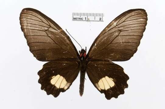 Image of Parides cutorina (Staudinger 1898)