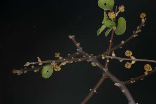 Image of Pisonia macranthocarpa (Donn. Sm.) Donn. Sm.