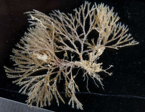 Image of Brown bryozoan