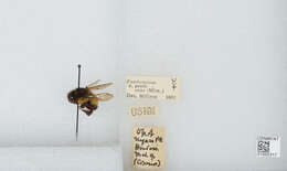 Bombus ephippiatus Say 1837 resmi