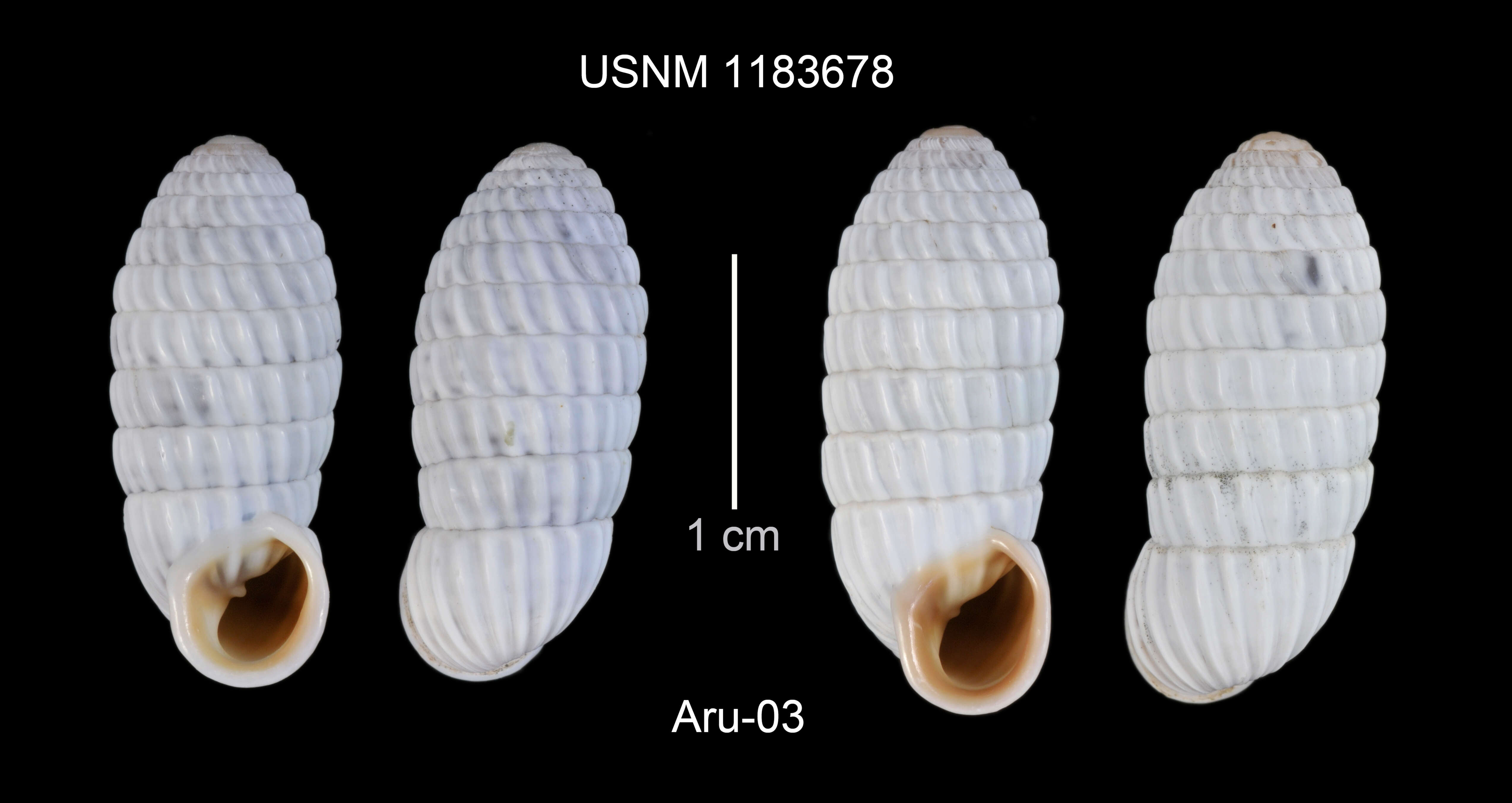 Image of Cerion uva (Linnaeus 1758)