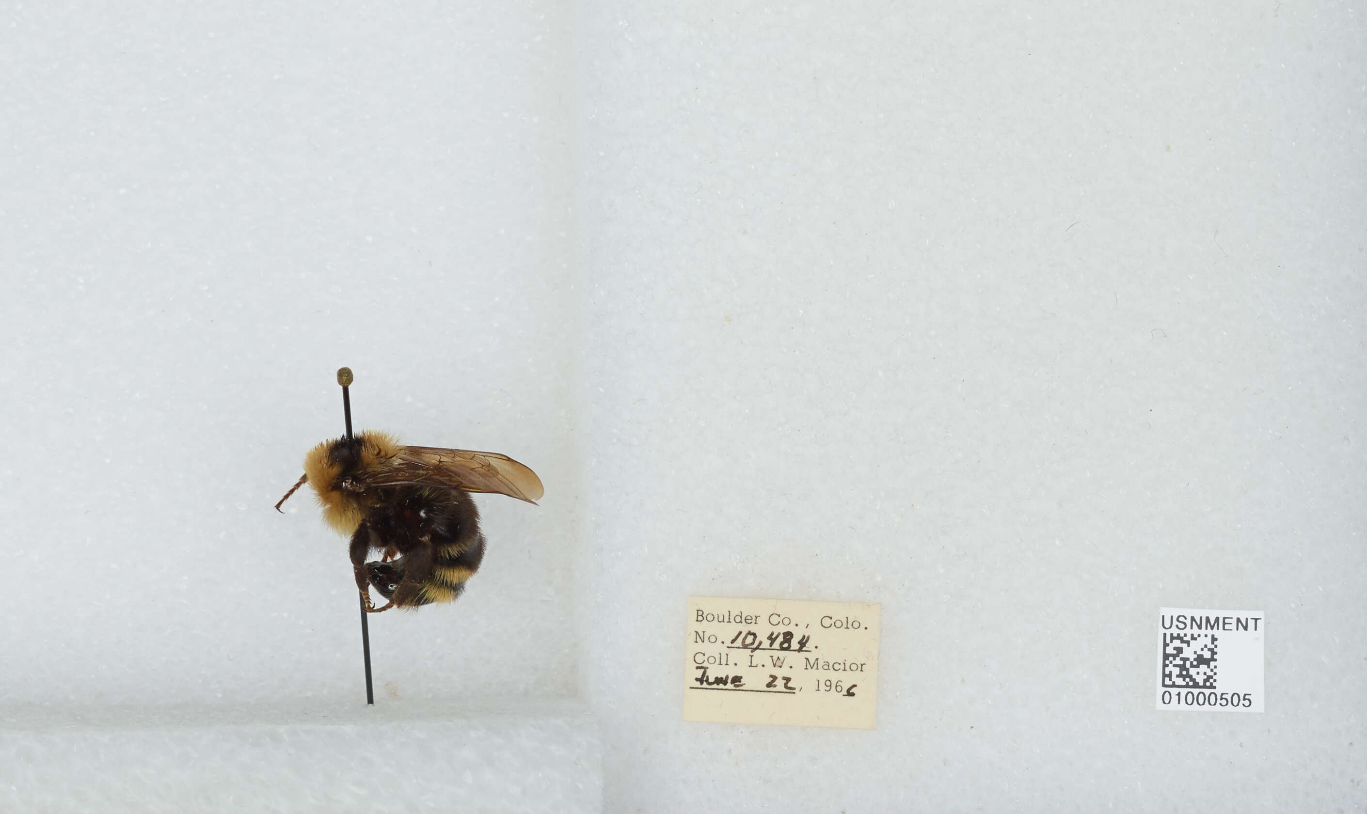 Image de Bombus insularis (Smith 1861)