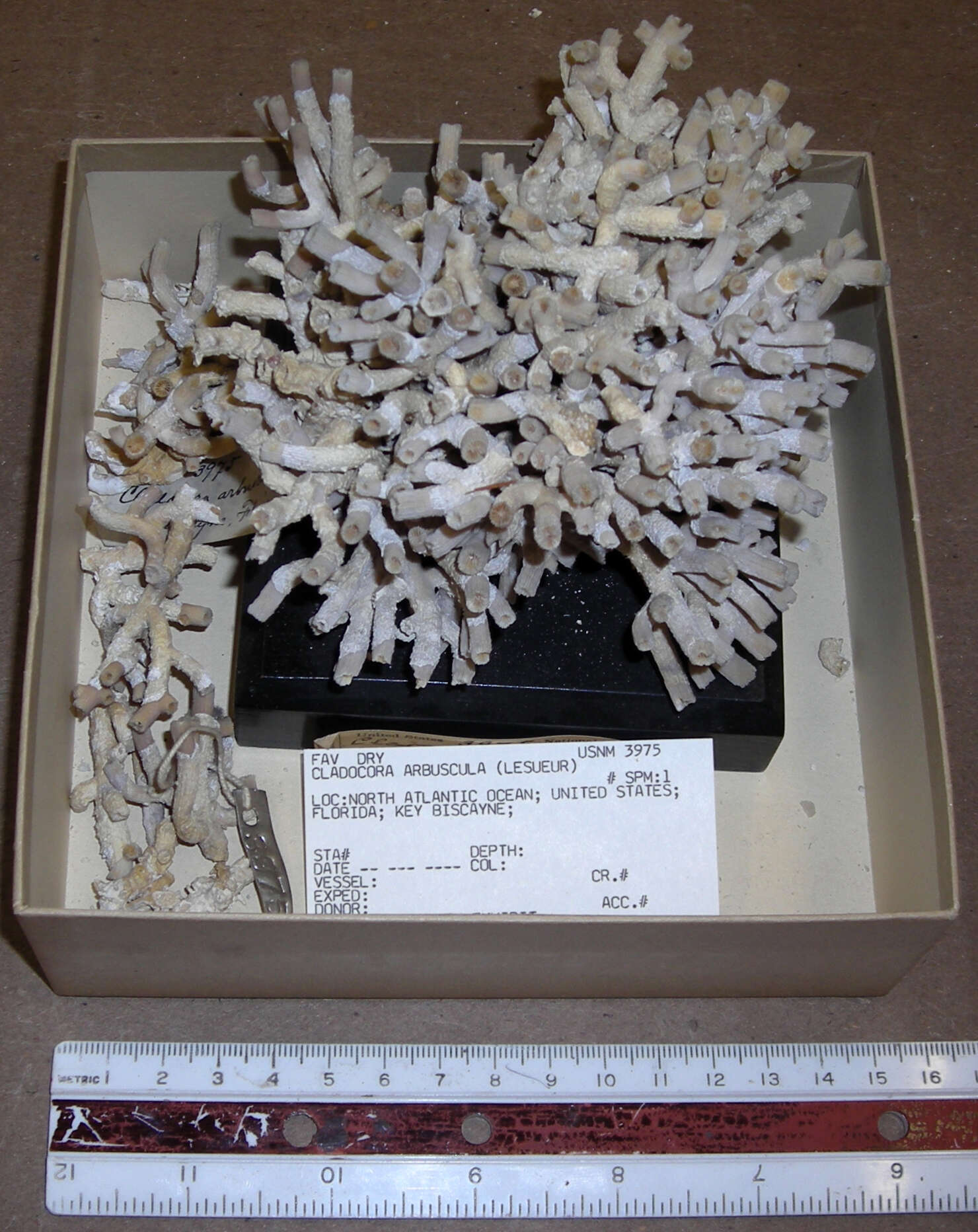 Image of tube coral