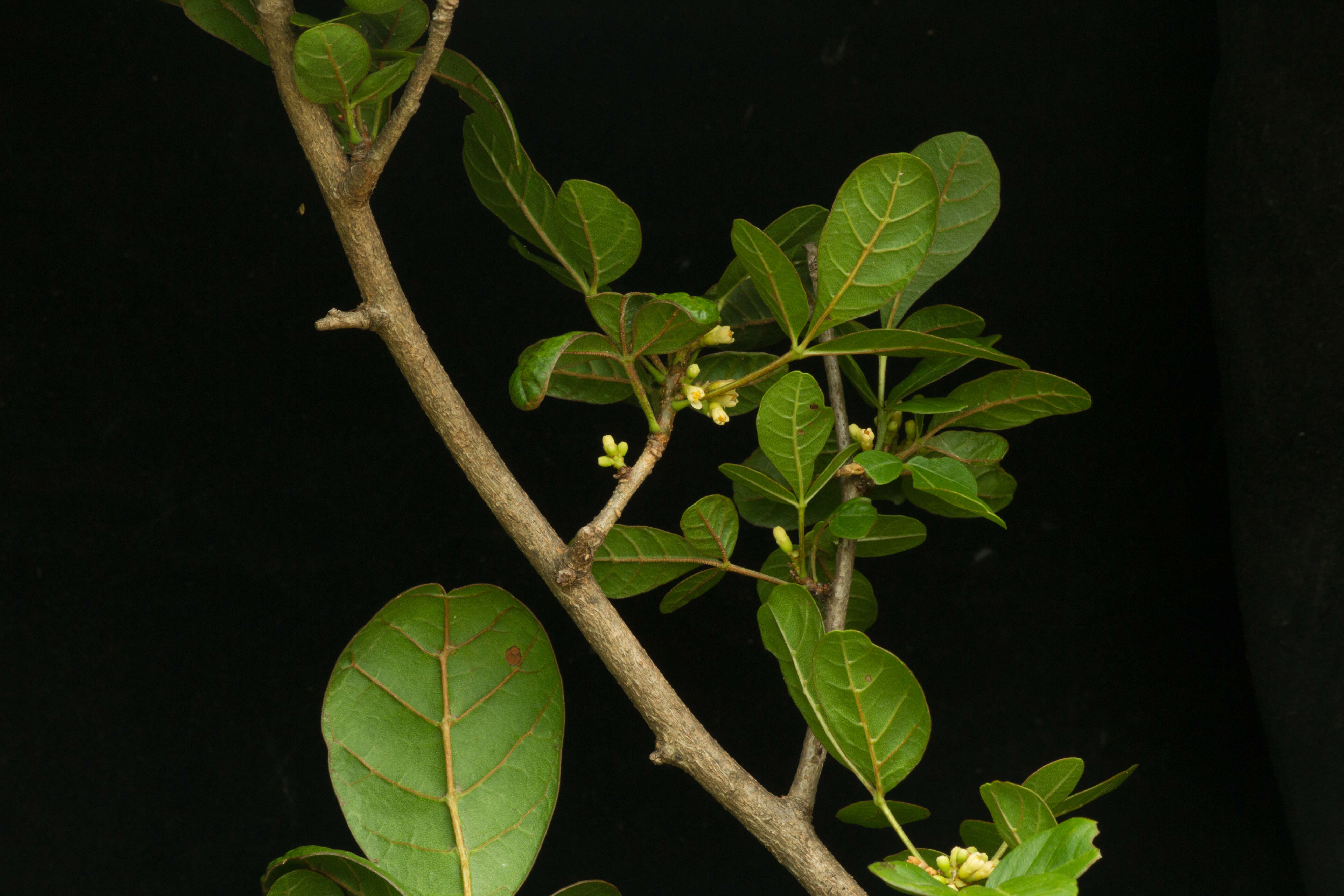 Image of Trichilia trifolia L.