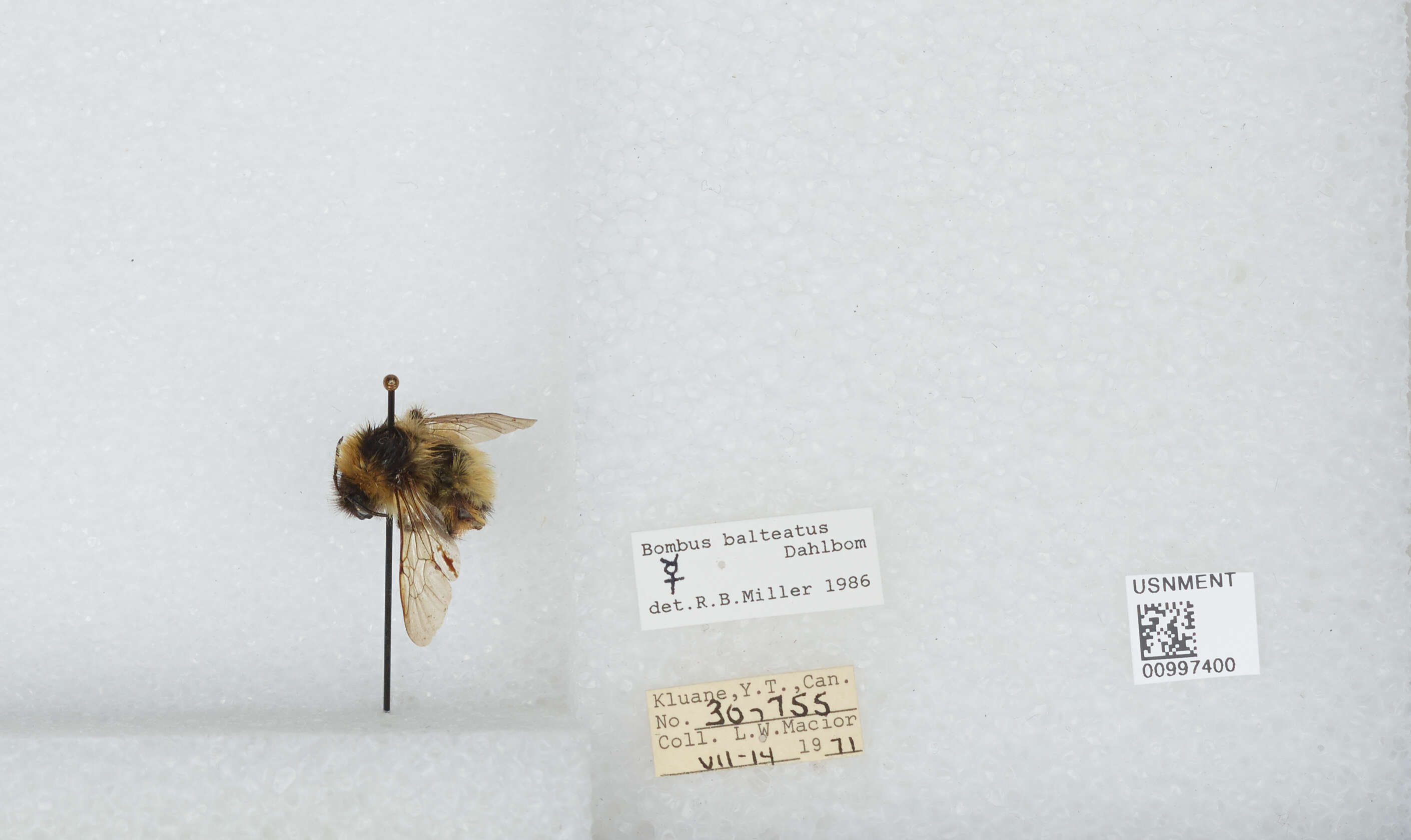 Слика од Bombus balteatus Dahlbom 1832