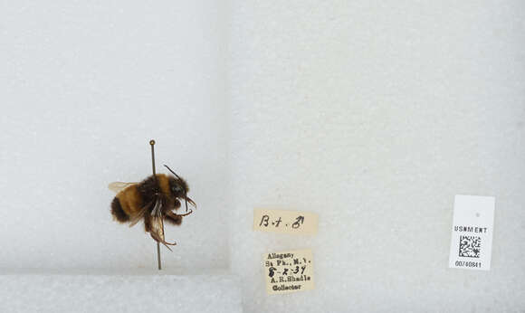 Image of Yellow-banded Bumblebee