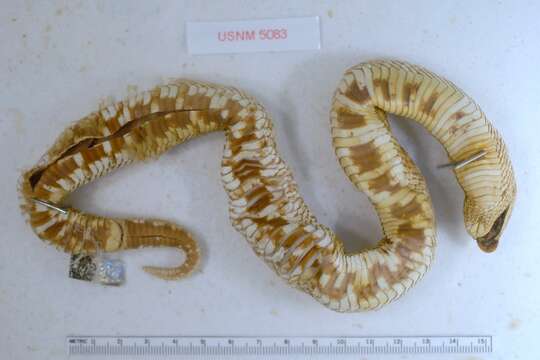 Image of Dusty Hognose Snake