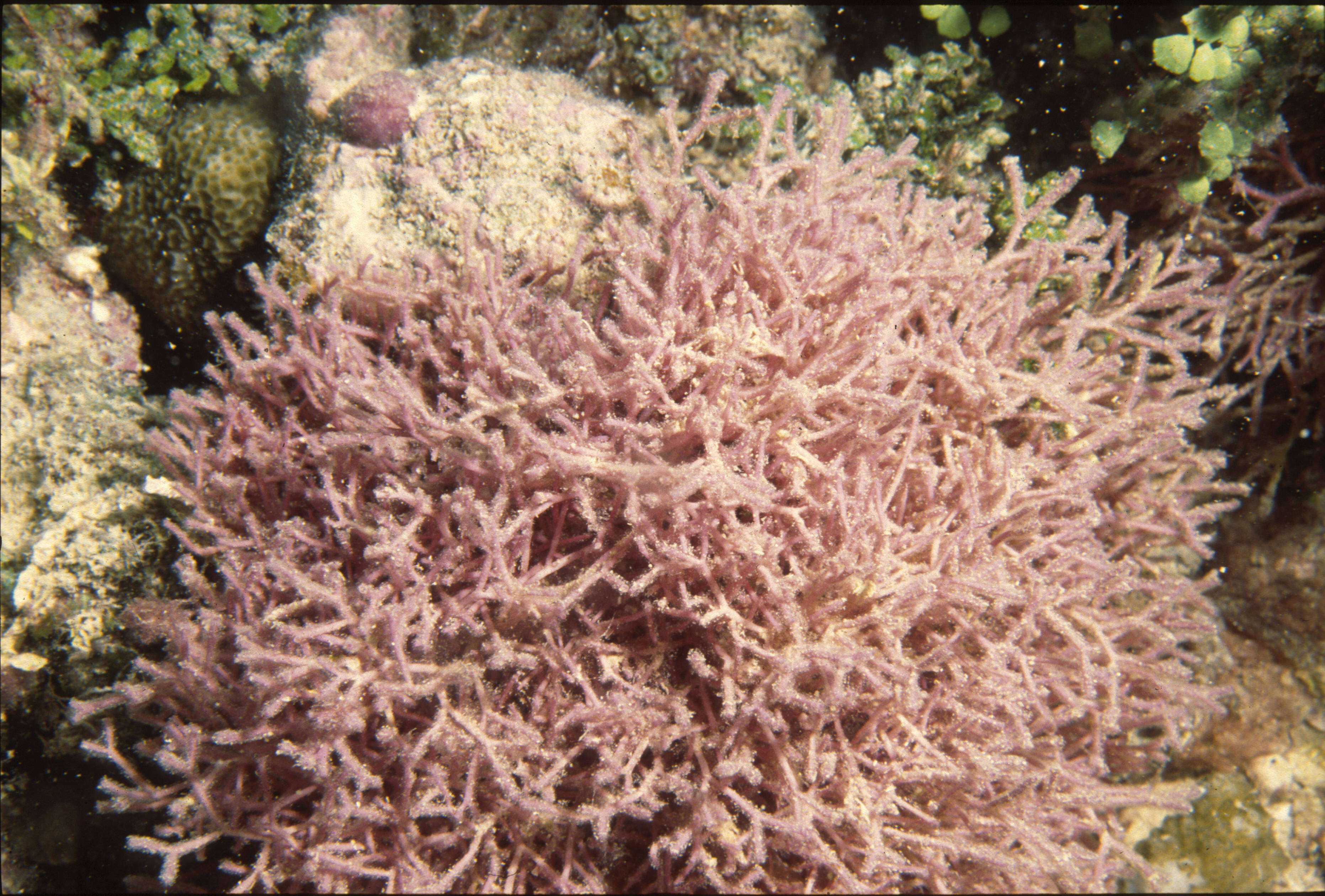 Image of Tricleocarpa cylindrica