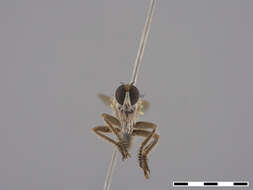 Image of Afroscleropogon Londt 1999