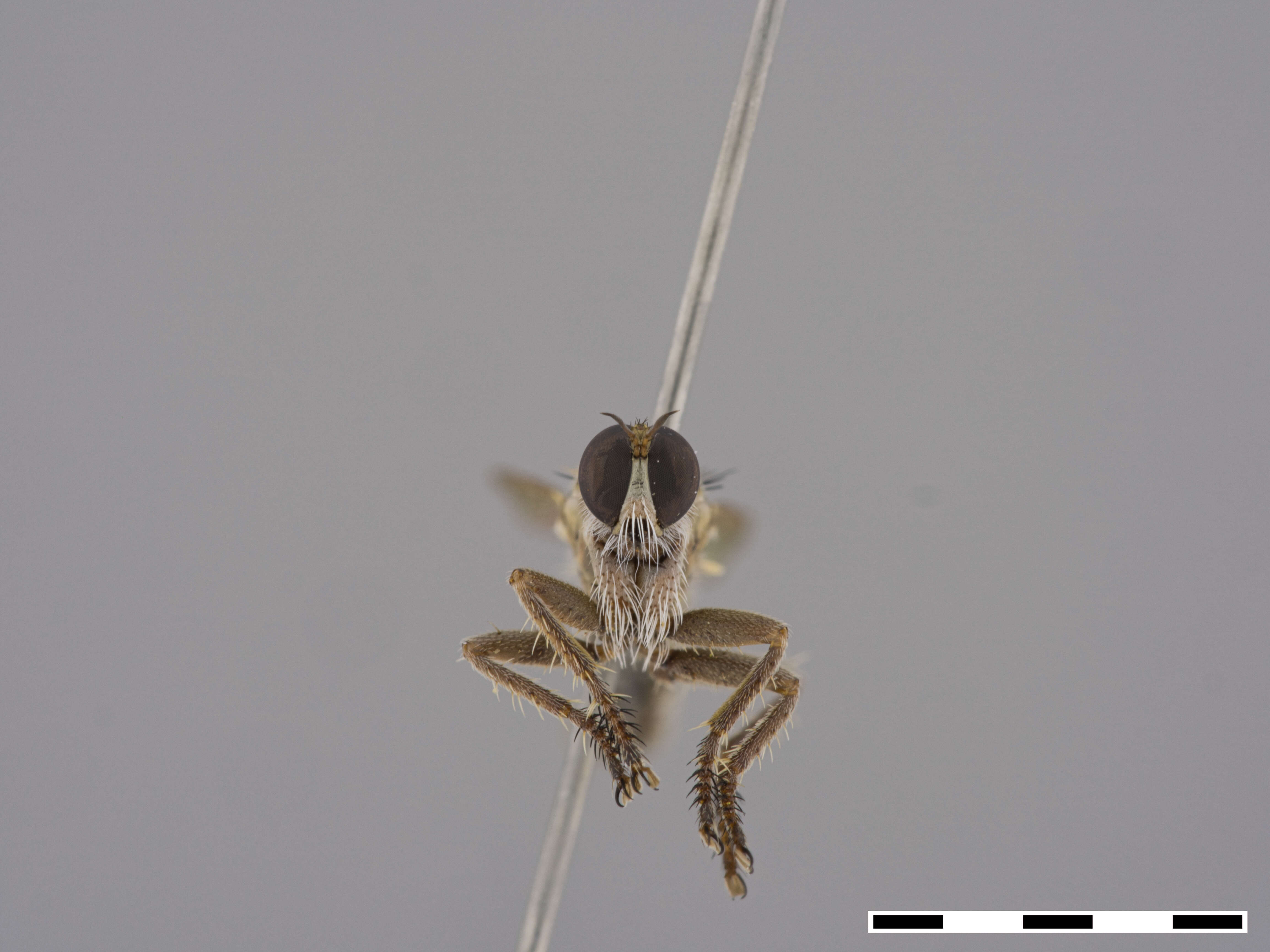 Image of Afroscleropogon Londt 1999