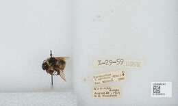 Image de Bombus sylvicola Kirby 1837