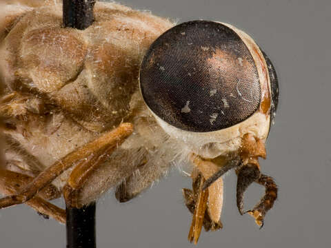 صورة Tabanus coarctatus Stone 1935